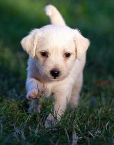1 1 1 Puppy